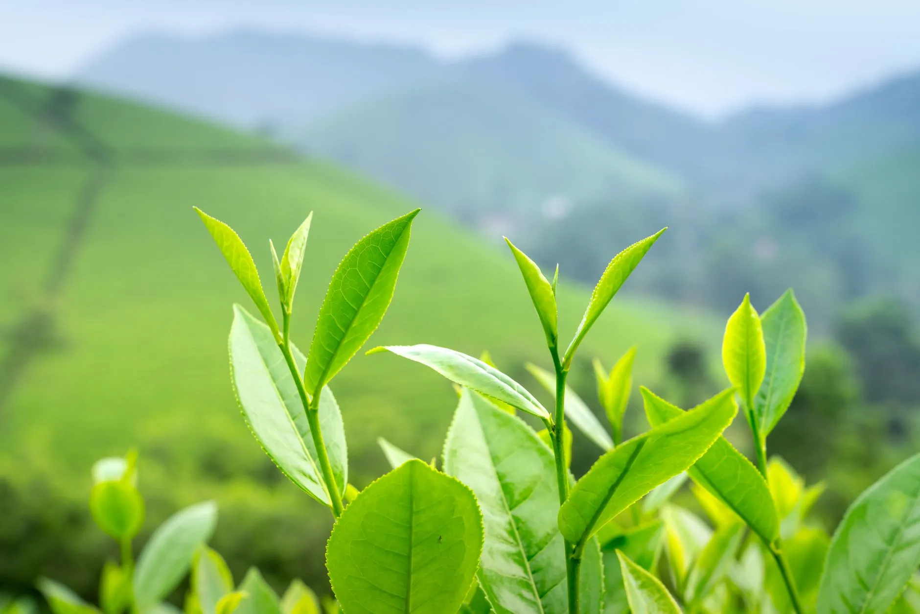 大连茶文化消费趋势分析：从茶叶选购到茶具搭配的实用指南正文配图 1