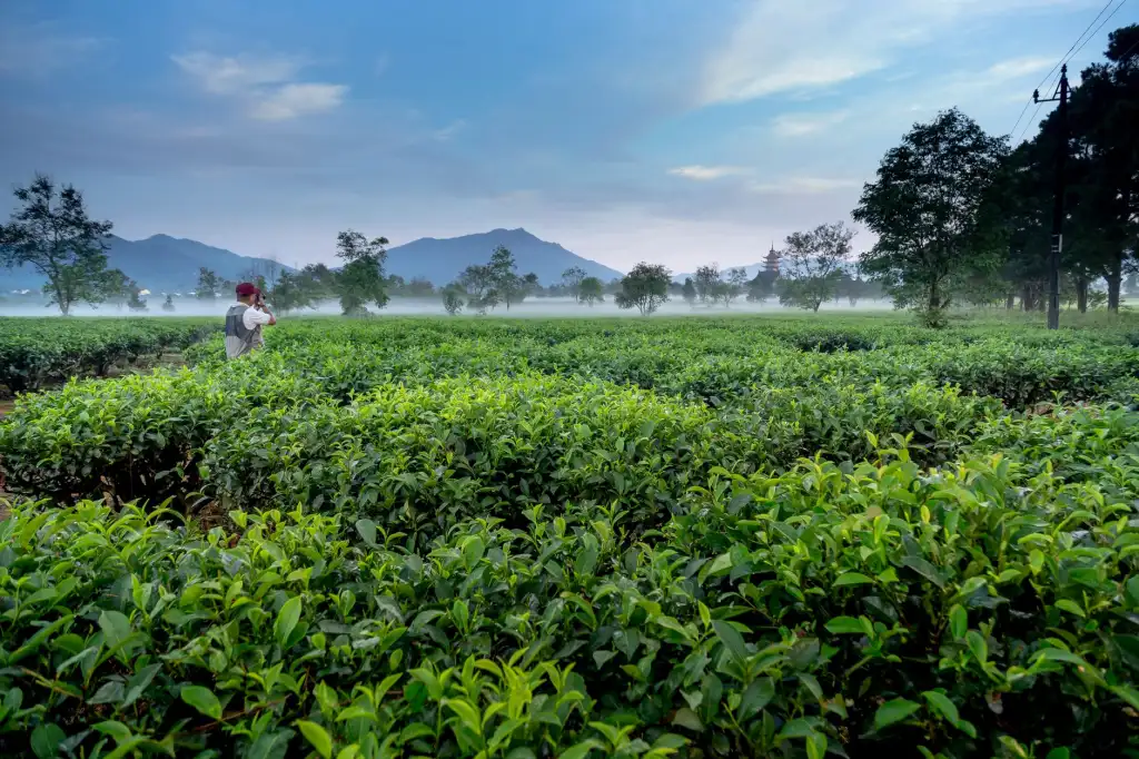大连甘井子区如心茗茶商行茶叶选购指南：从产区到工艺的实用维度解析正文配图 1