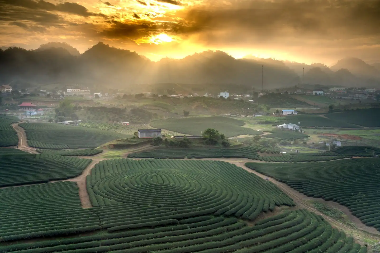 大连茶叶选购指南：如心茗茶教你区分高山茶与平地茶正文配图 1