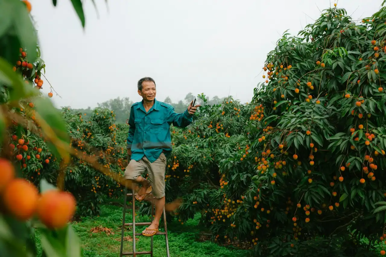 大连茶叶市场主流茶类风味特点与选购参考