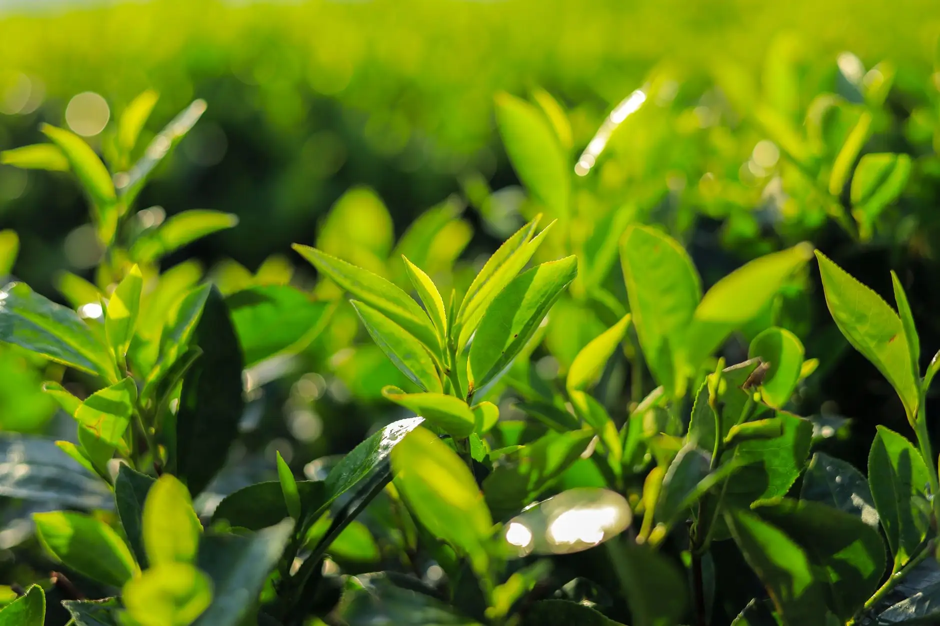 大连如心茗茶2024年新茶上市：核心茶品系列与选购参数详解正文配图 1