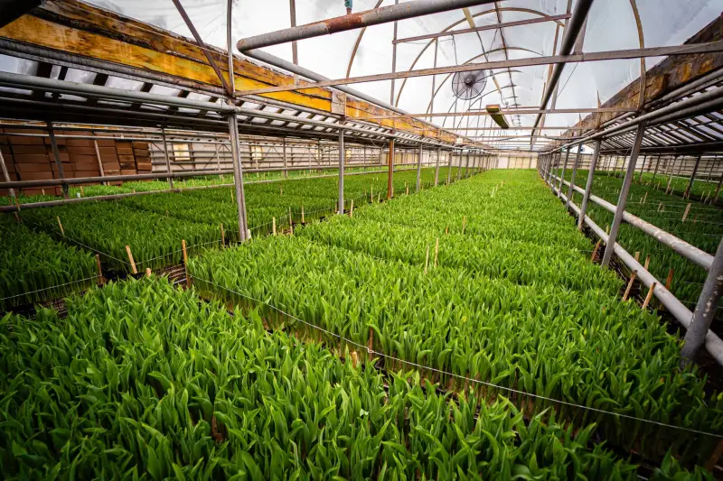 大连如心茗茶2024春季新茶品鉴指南：绿茶与红茶选购要点
