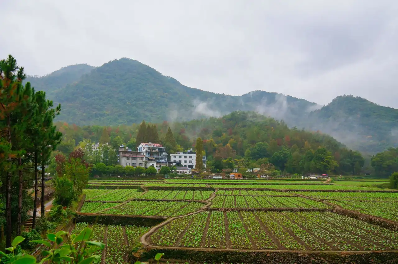 大连茶叶市场消费趋势与如心茗茶选品策略分析