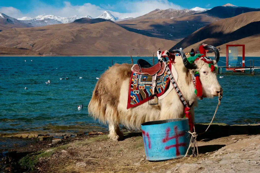 辽宁茶具选购指南：如心名茶教你辨别紫砂壶与瓷壶的差异