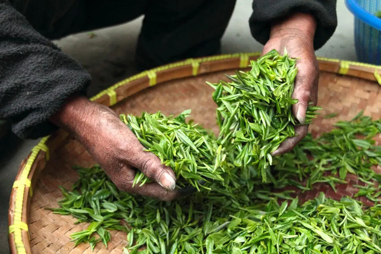 大连如心茗茶2024年新茶上市：核心产区茶叶品质与冲泡参数全解析正文配图 1