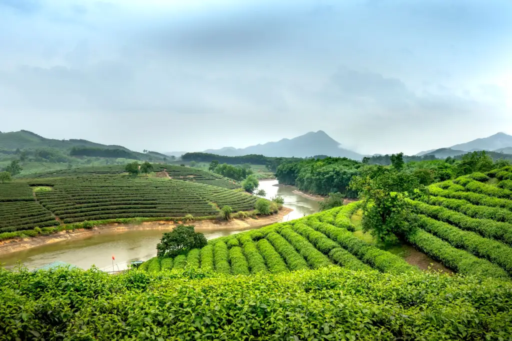 大连甘井子区如心茗茶商行茶叶选购指南：从产地到冲泡的实用建议正文配图 1