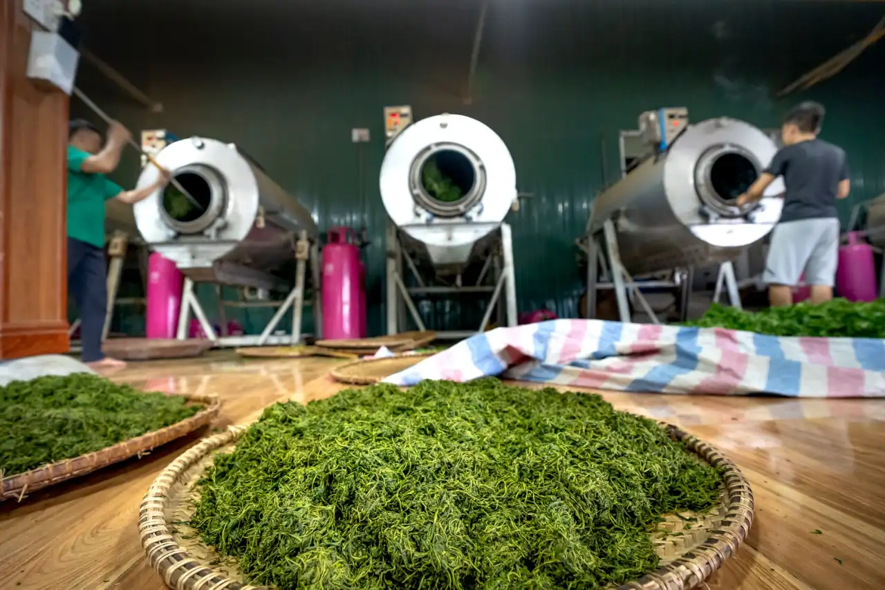 大连甘井子区茶叶选购指南：如心茗茶商行解析绿茶与红茶品质差异正文配图 1