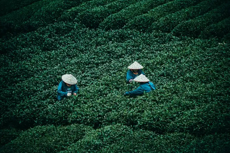 大连如心茗茶2024年新茶上市：核心单品与冲泡参数对比
