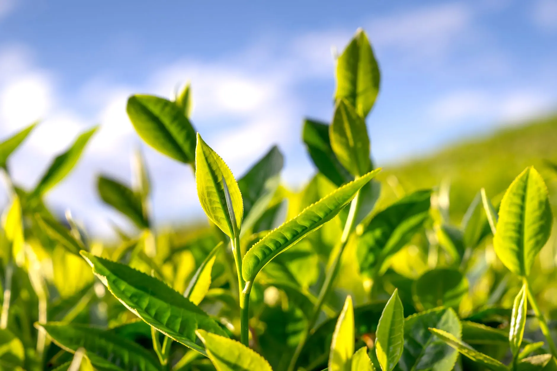 大连甘井子区茶叶选购指南：如心茗茶商行分享春茶品质鉴别与储存要点正文配图 1