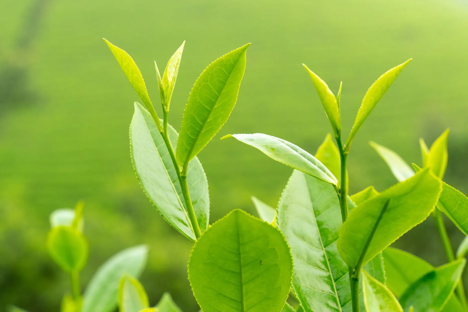 大连甘井子区茶叶选购指南：如心茗茶商行解析绿茶与红茶品质鉴别要点正文配图 1