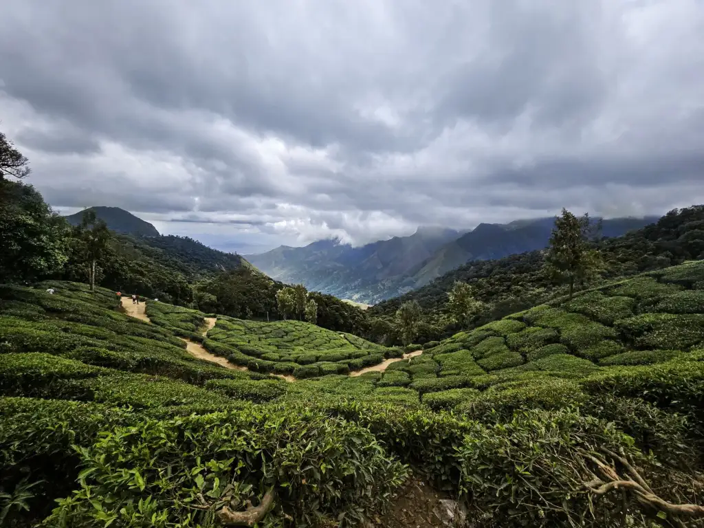大连如心茗茶商行茶叶选购指南：从产地到冲泡的品鉴要点解析正文配图 2