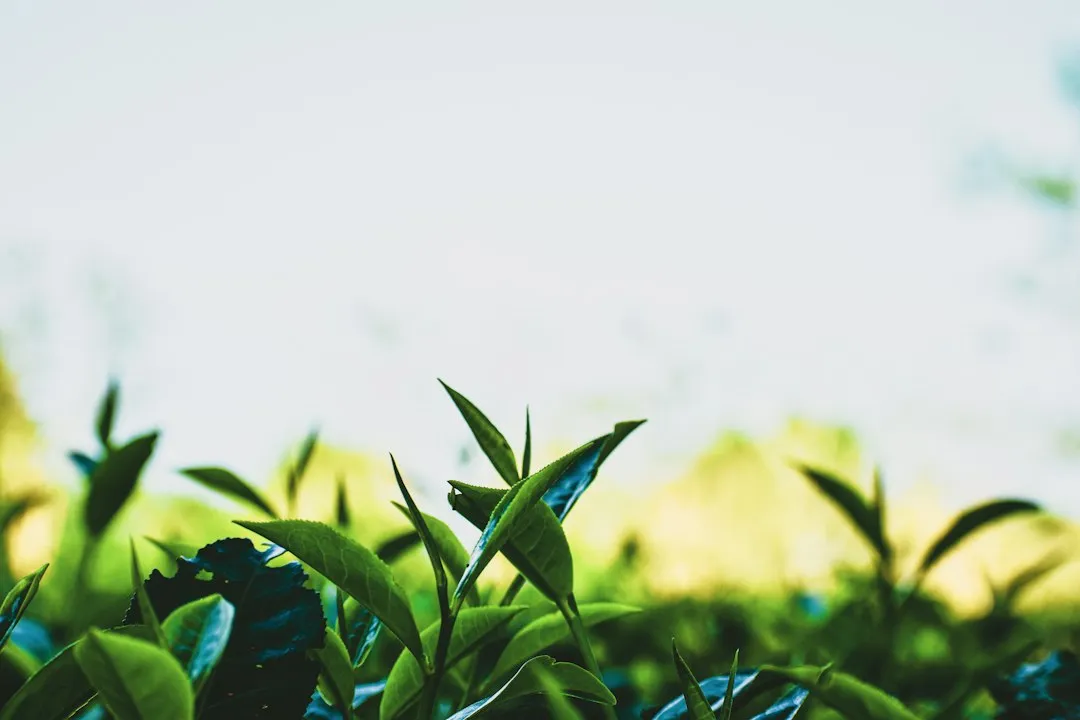 企业商务茶礼定制方案：大连茶具搭配与茶叶选购的实用建议正文配图 2